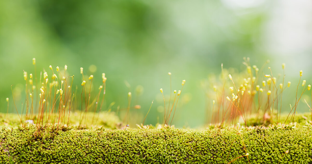 違約風險偏低，聚焦品質穩健參與非投資等級債市前景